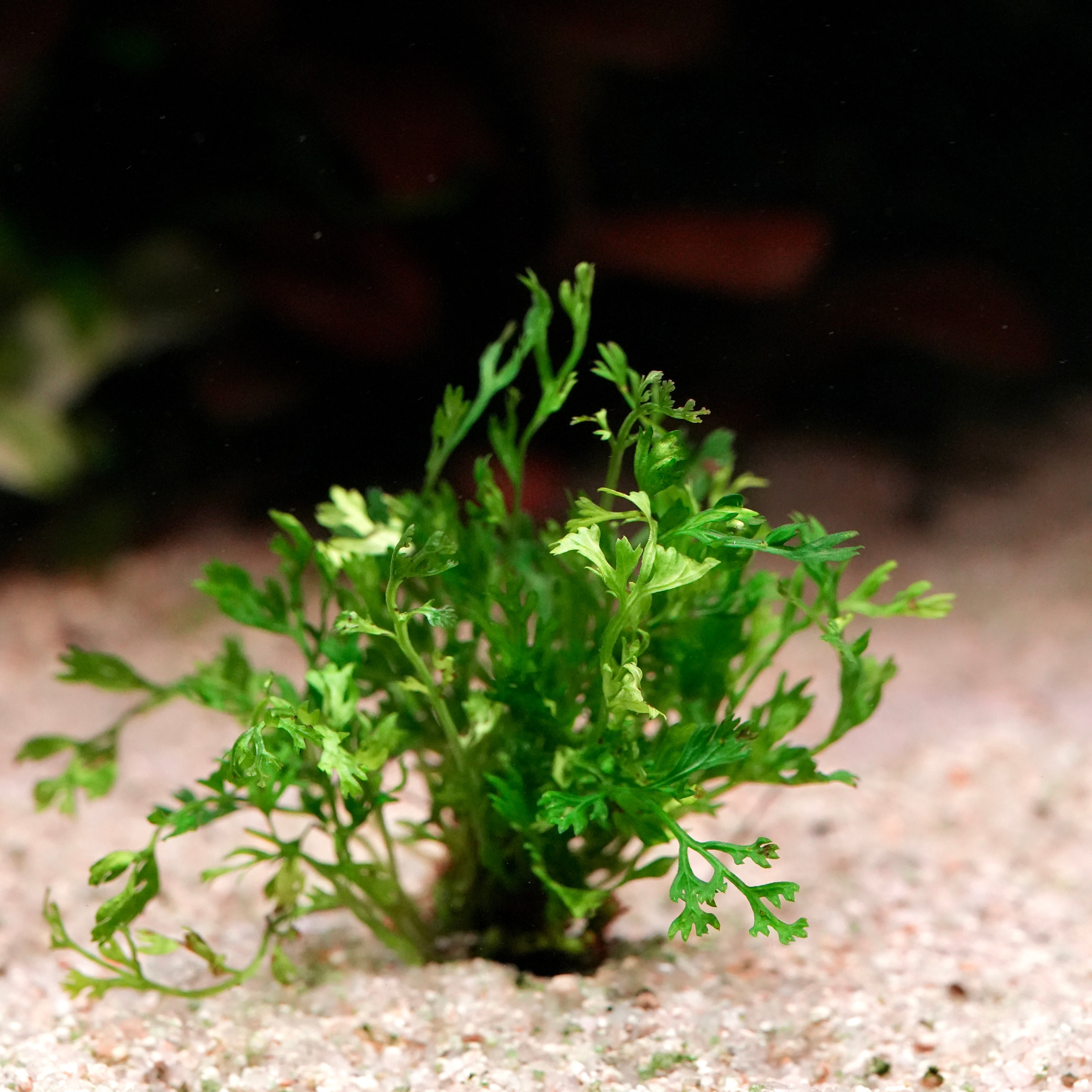 Green fern bolbitis heteroclita difformis aquarium plant on a sandy substrate with a blurred background