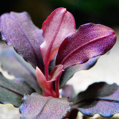 Macro shot of bucephalandra athena aquarium epiphyte plant red and purple leaves
