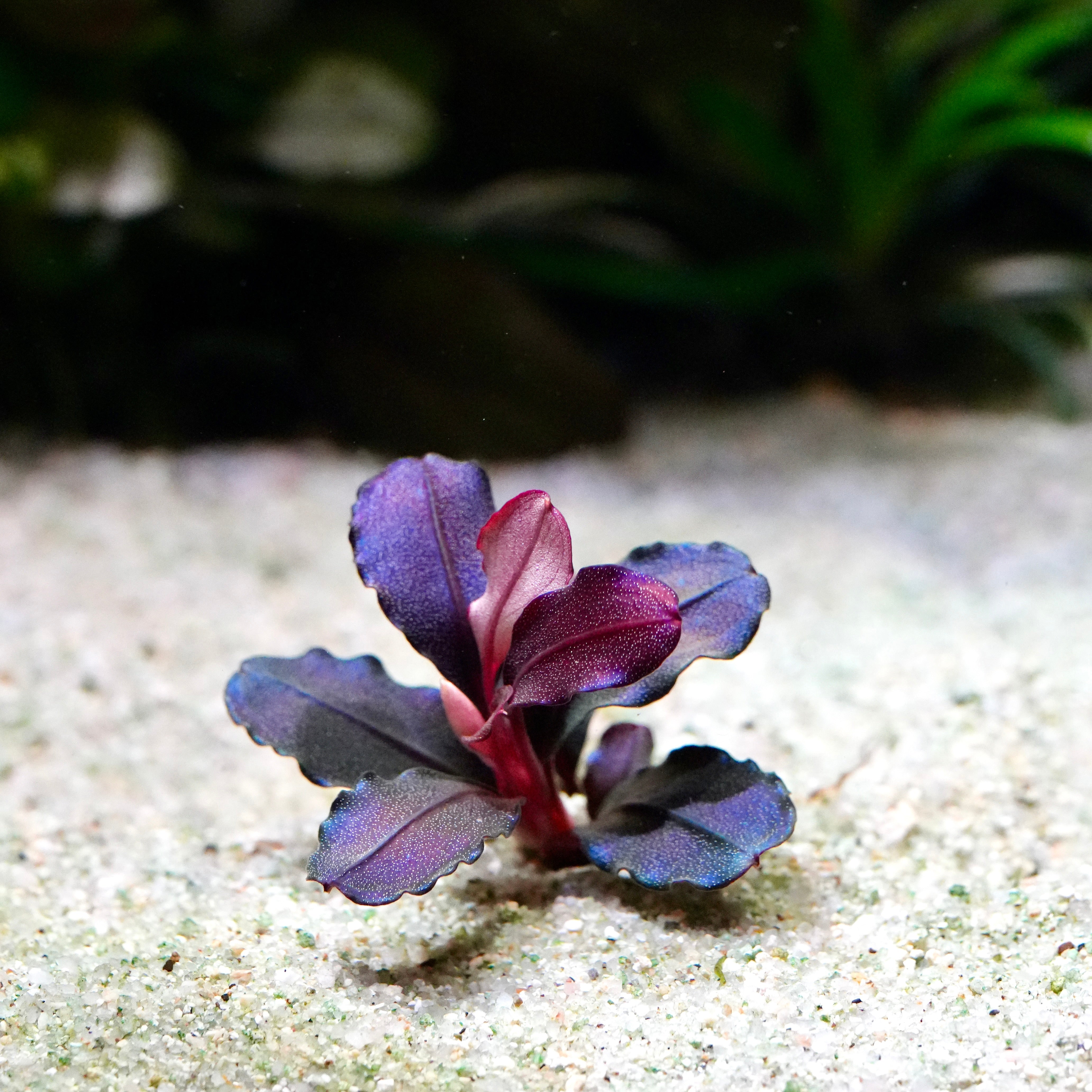 Purple and red bucephalandra athena aquarium epiphyte plant on a sandy substrate with a blurred background
