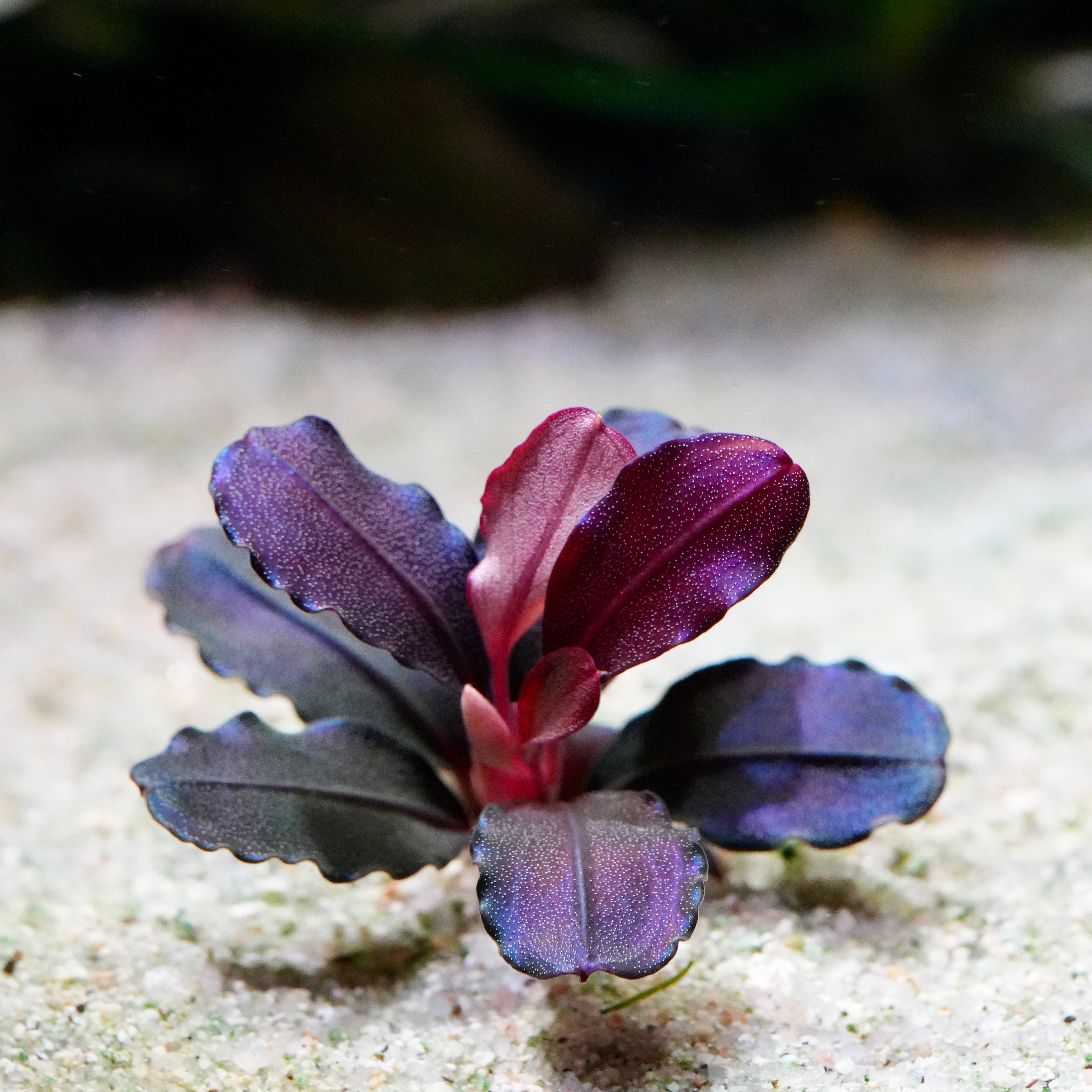 Close-up of red and purple bucephalandra athena aquarium epiphyte plant 