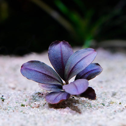 Purple bucephalandra berry round epiphyte aquarium plant in sand with a blurred green background