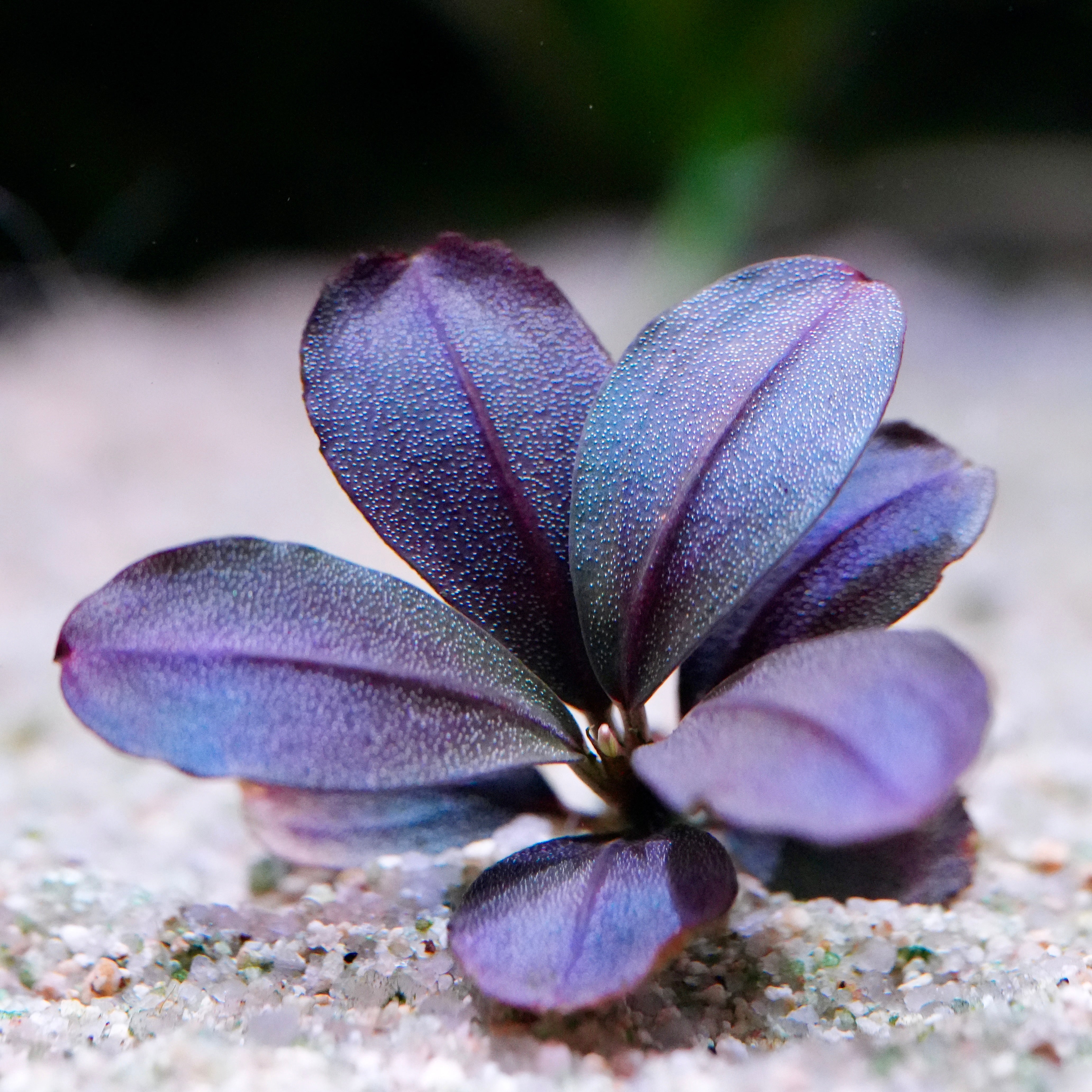 Close up of bucephalandra berry round epiphyte aquarium plant with purple and blue leaves