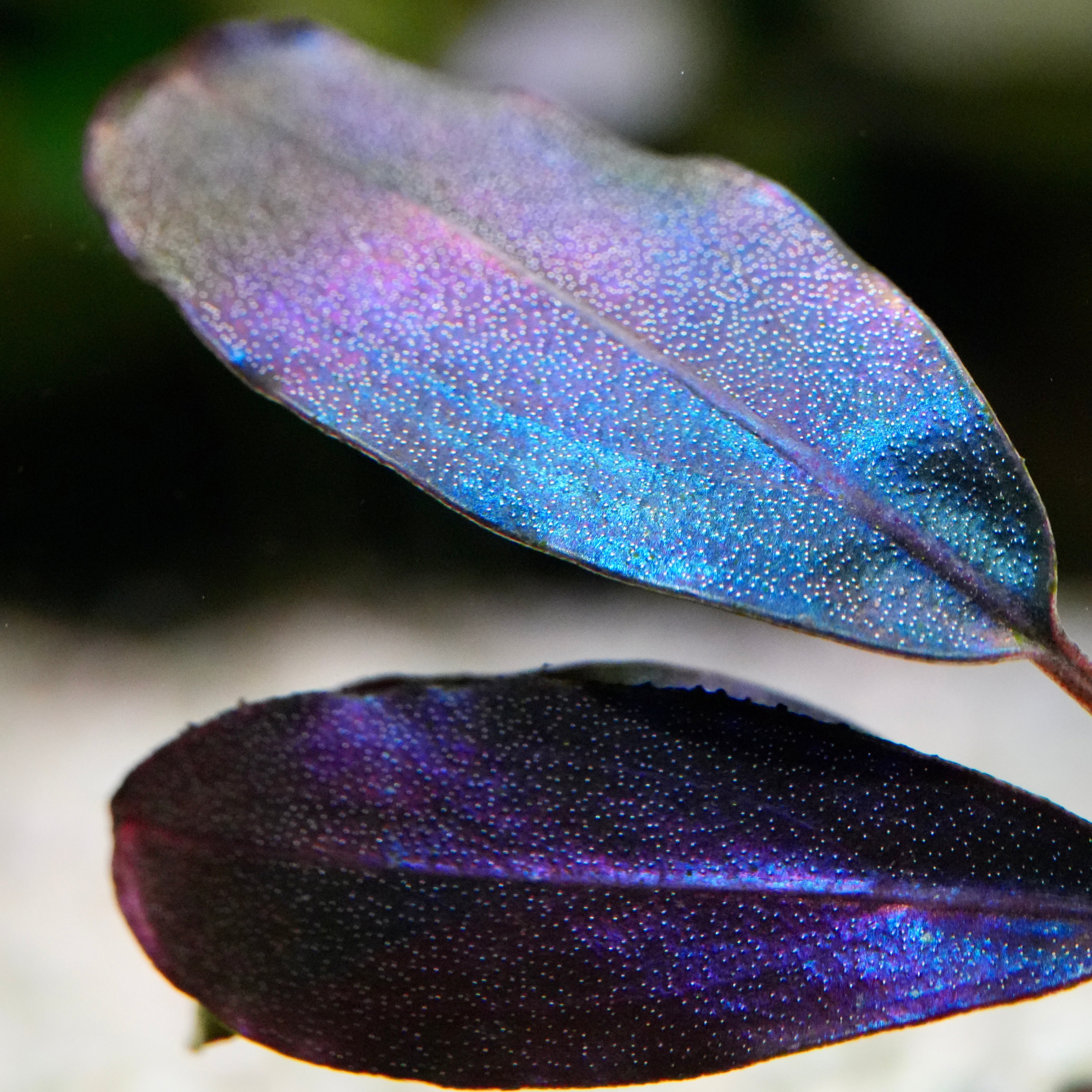 Macro shot of a purple and blue bucephalandra black angel aquarium epiphyte plant leaf