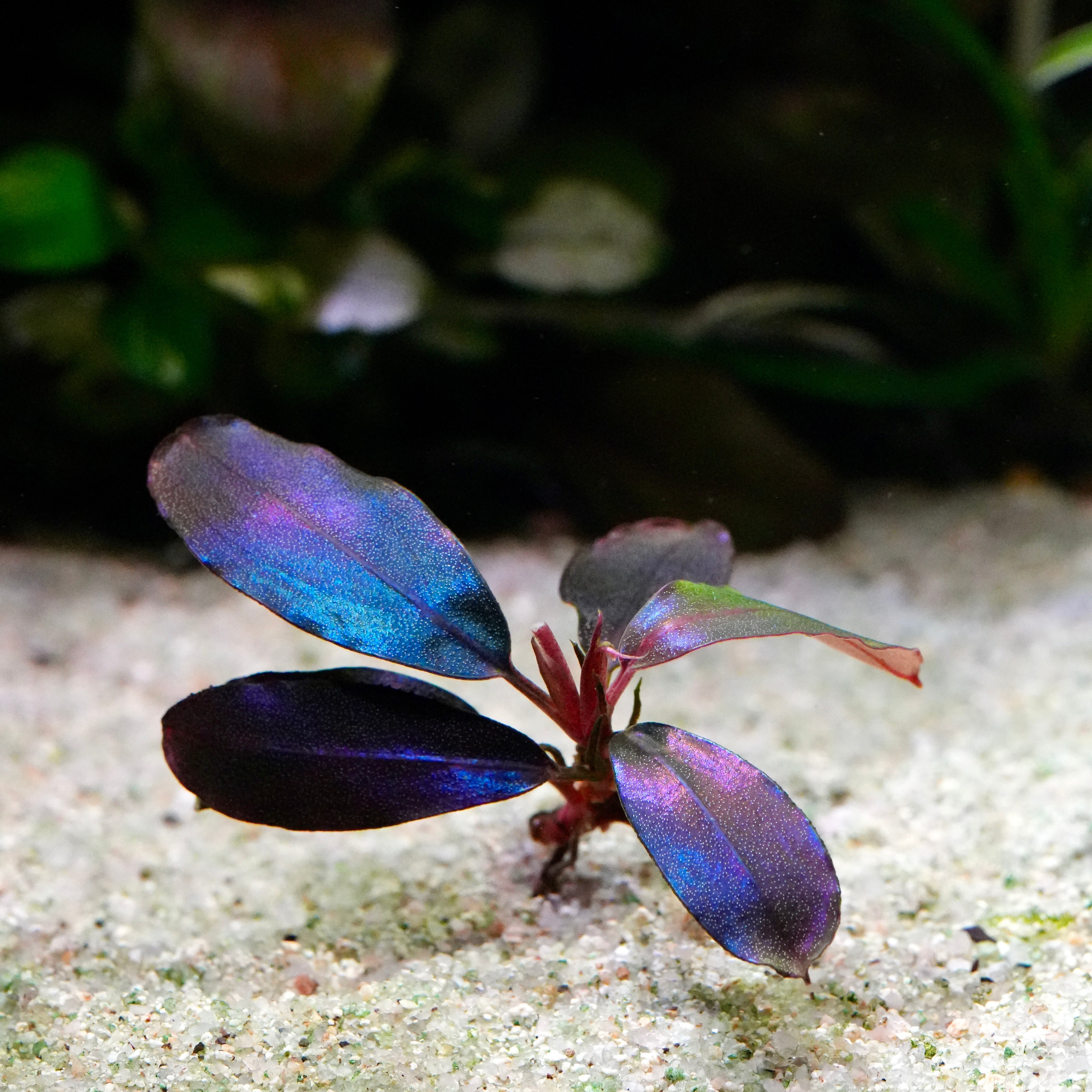 Aquatic bucephalandra black angel epiphyte plant with metallic purple and blue leaves on a sandy substrate