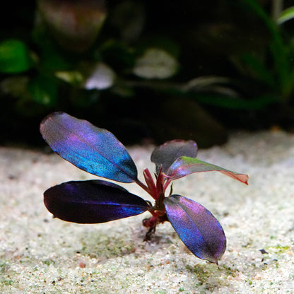Aquatic bucephalandra black angel epiphyte plant with metallic purple and blue leaves on a sandy substrate