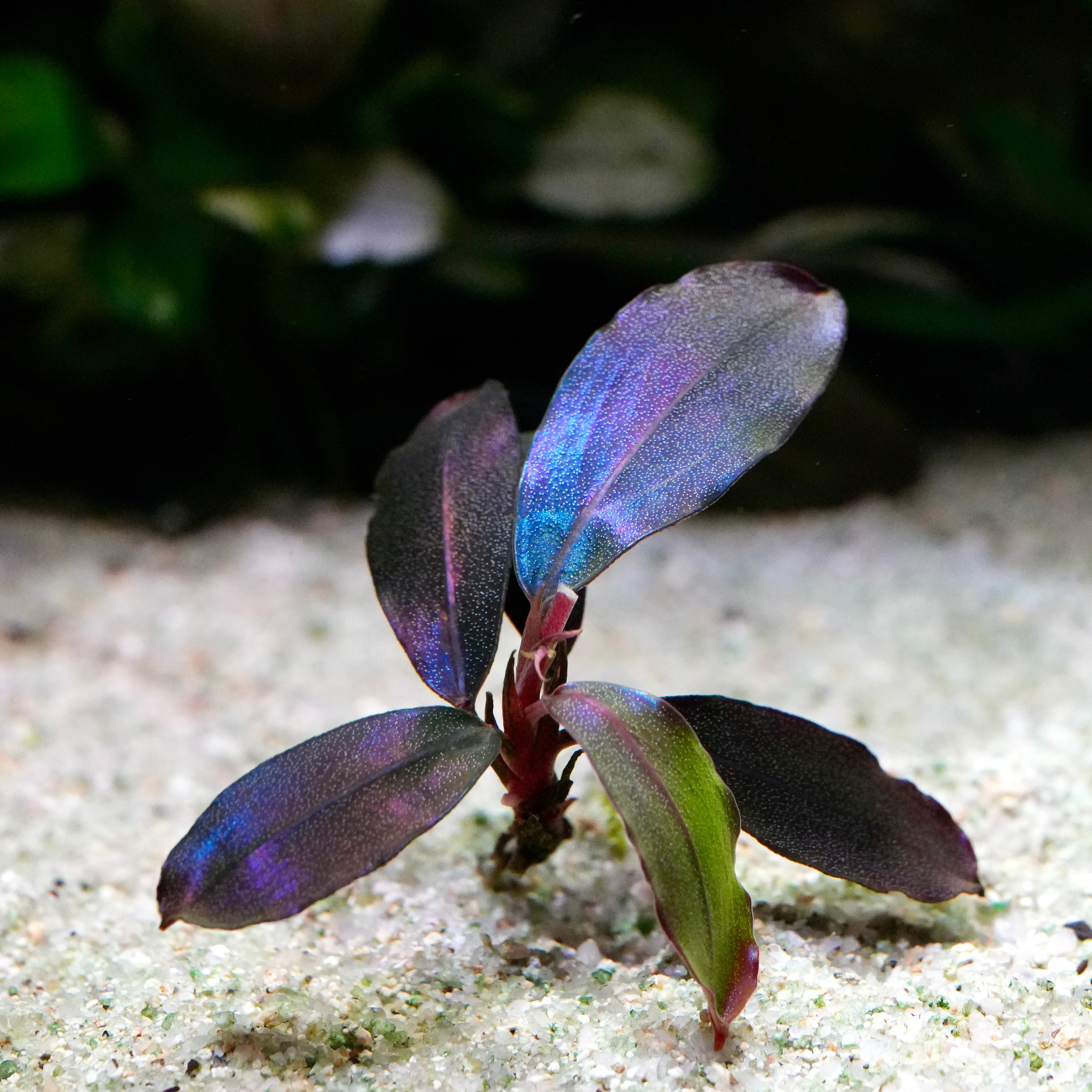 Metallic bucephalandra black angel aquarium epiphyte plant with purple and green leaves on a sandy substrate