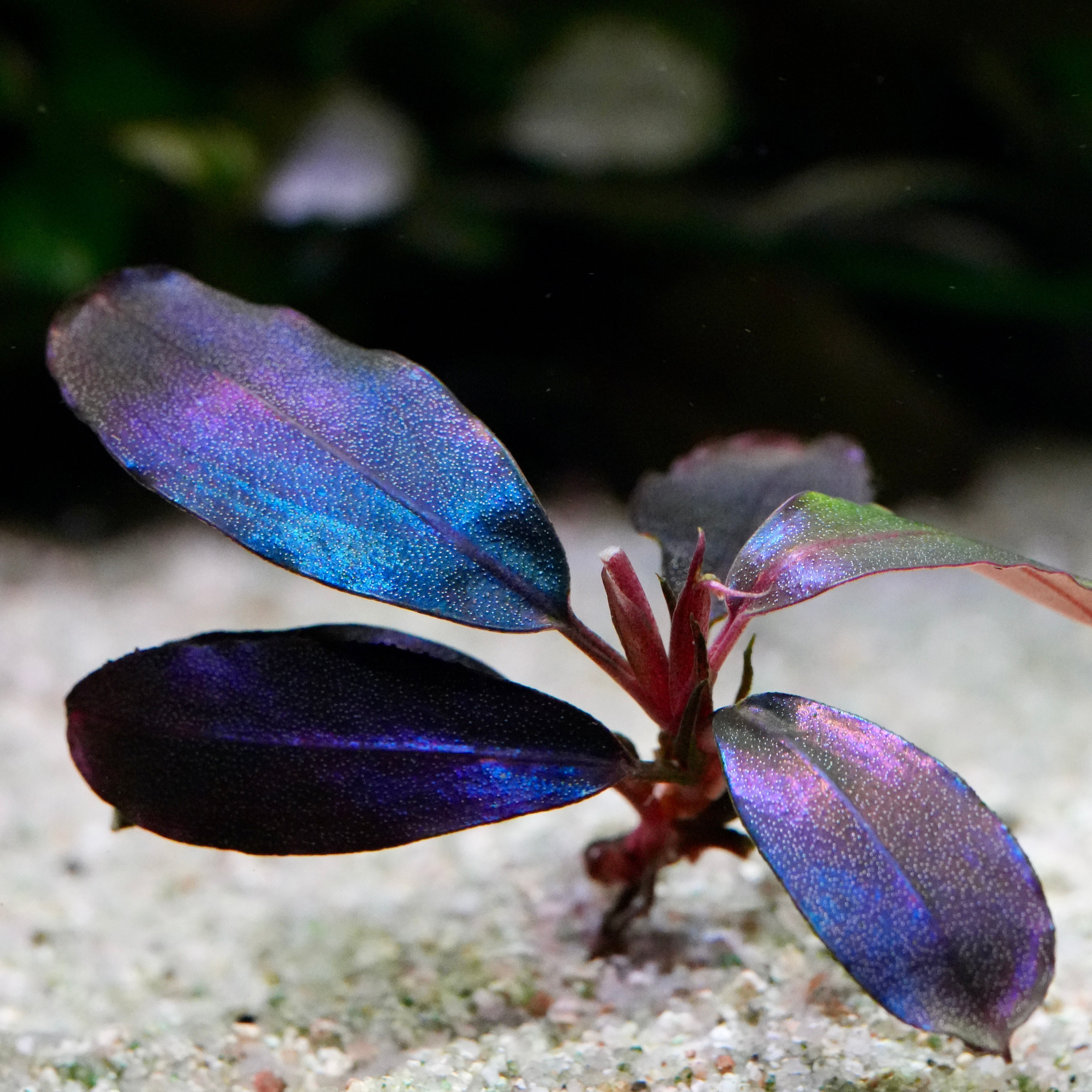 Aquatic bucephalandra black angel epiphyte plant with purple and blue leaves on a sandy substrate