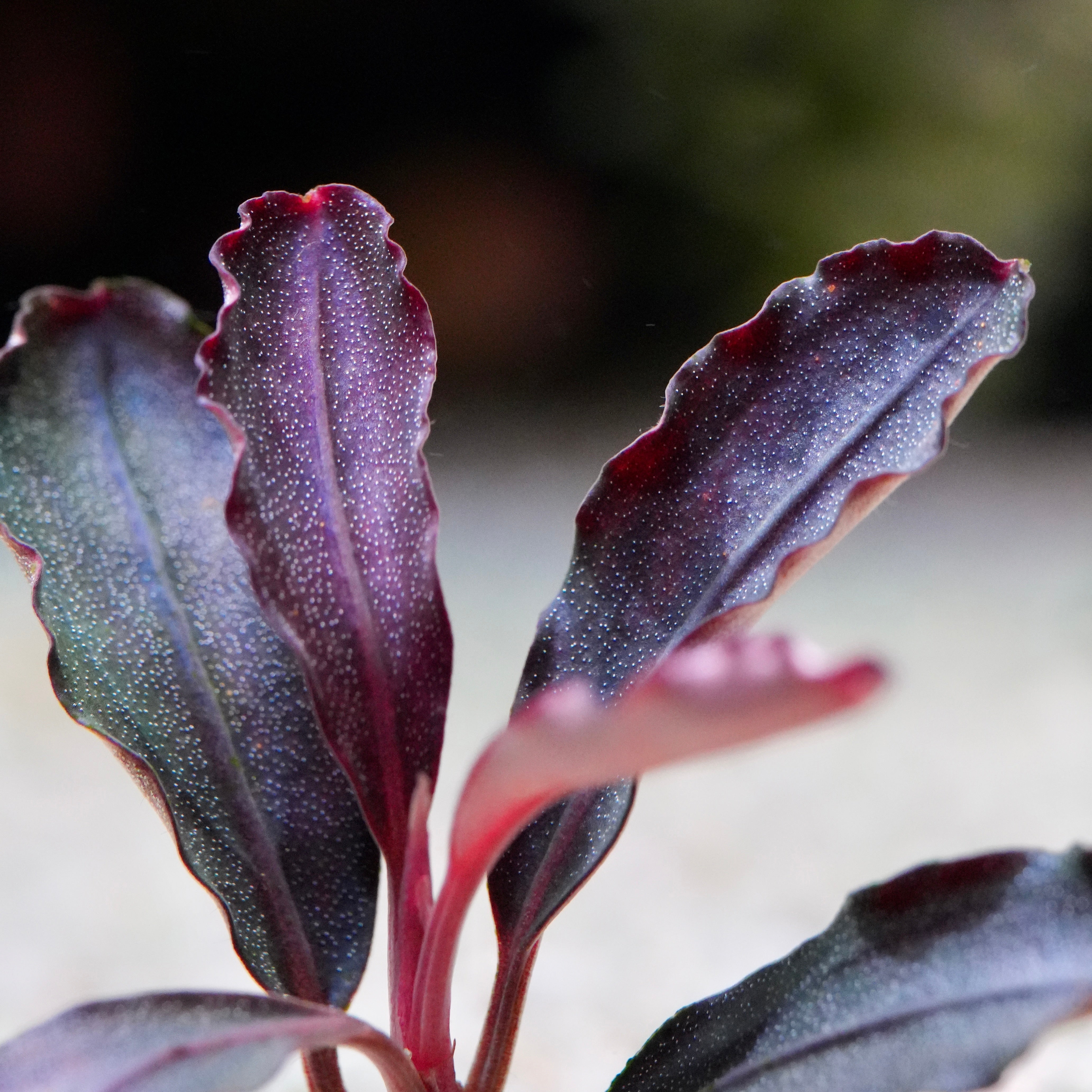 Close-up of purple leaves of bucephalandra black elf aquarium plant bunch