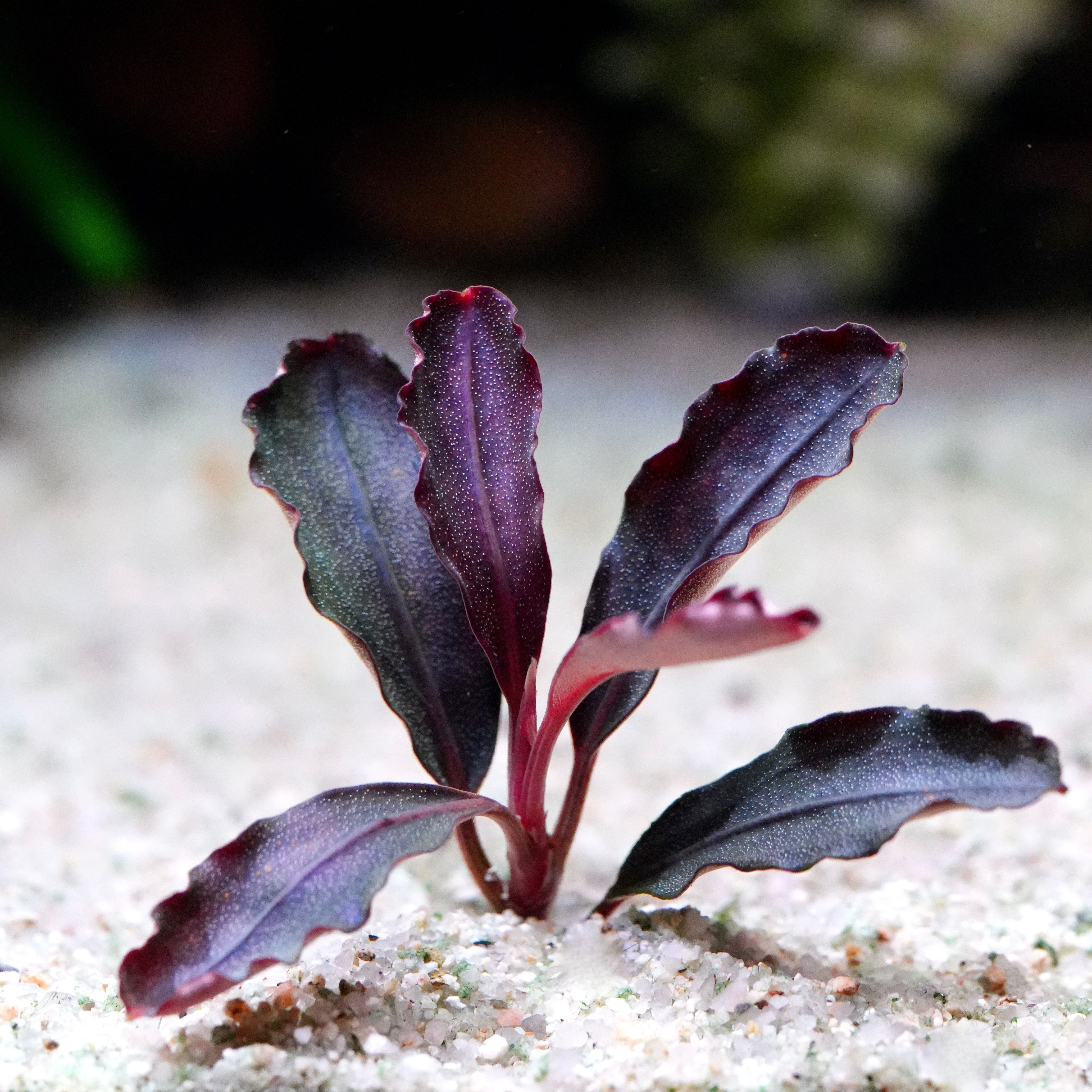Purple leafed bucephalandra black elf aquarium plant on a sandy substrate