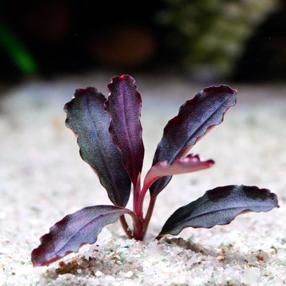 Purple leafed bucephalandra black elf aquarium plant on a sandy substrate