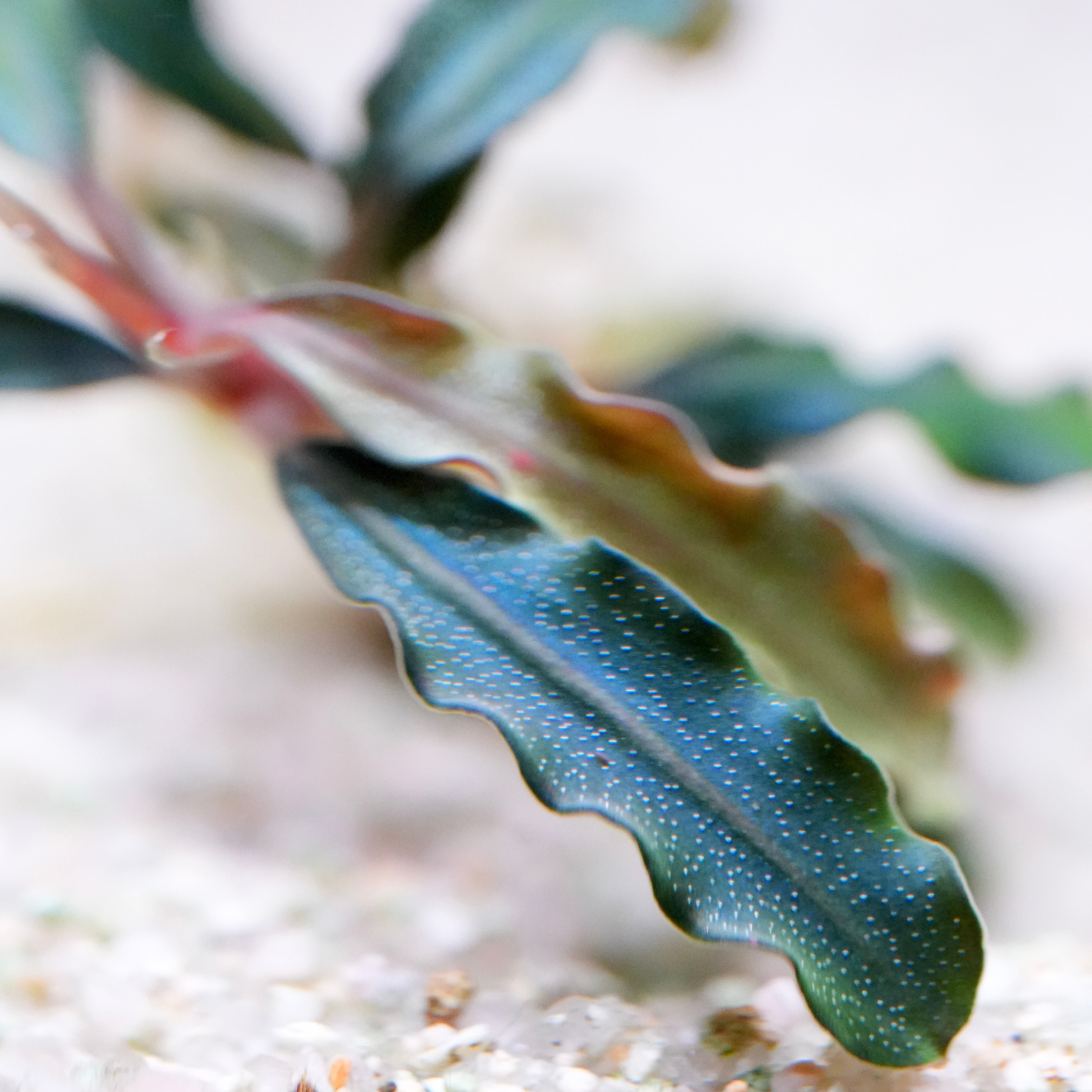 Macro shot of bucephalandra dark velvet aquarium plant leaf