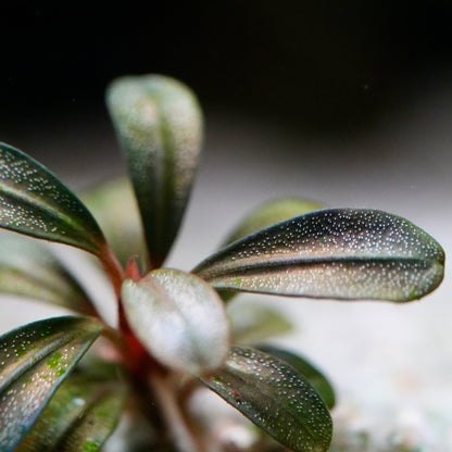 Macro shot of bucephalandra emerald green mini aquatic epiphyte plant