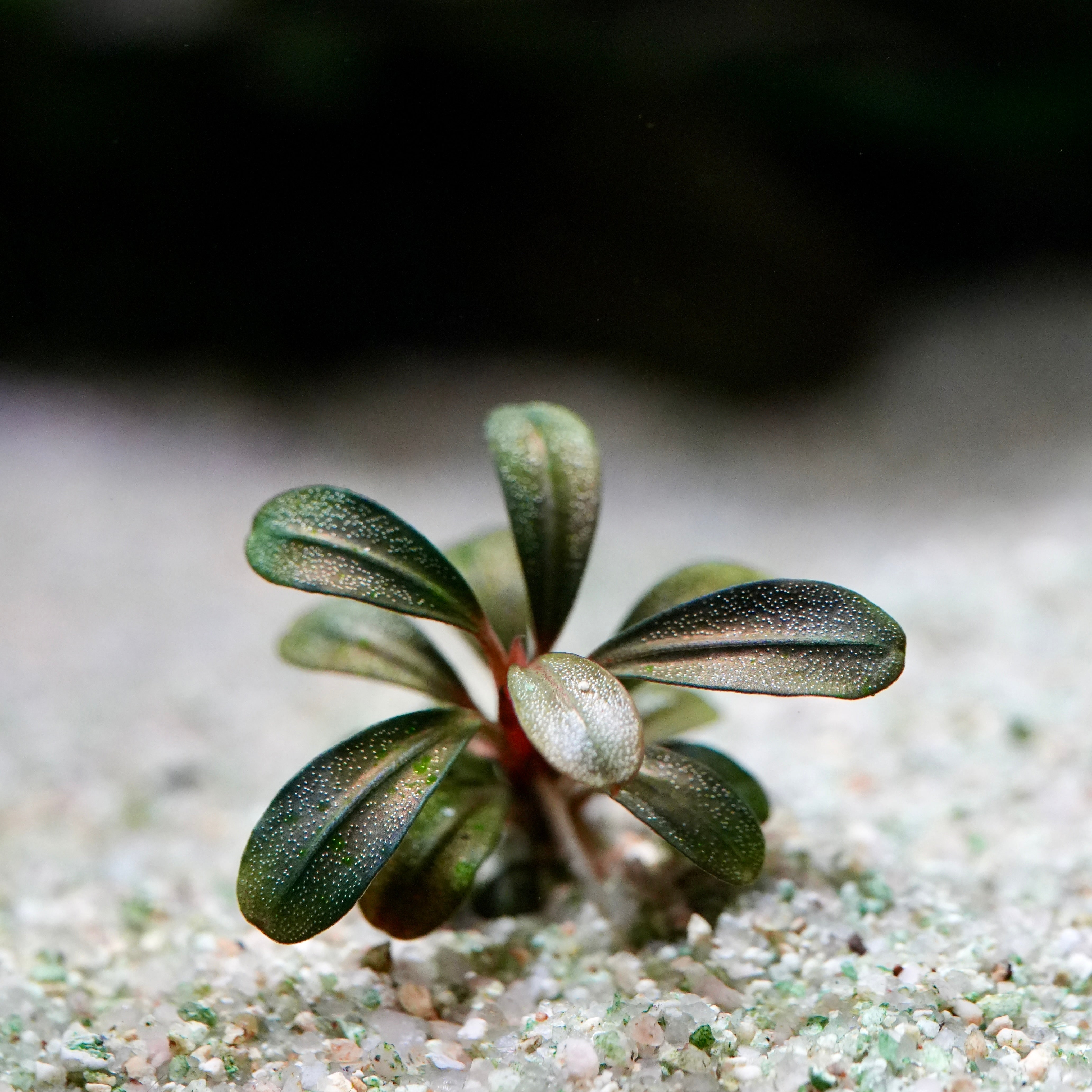 Small bucephalandra emerald green mini aquatic epiphyte plant sprouting from sandy soil with a blurred background