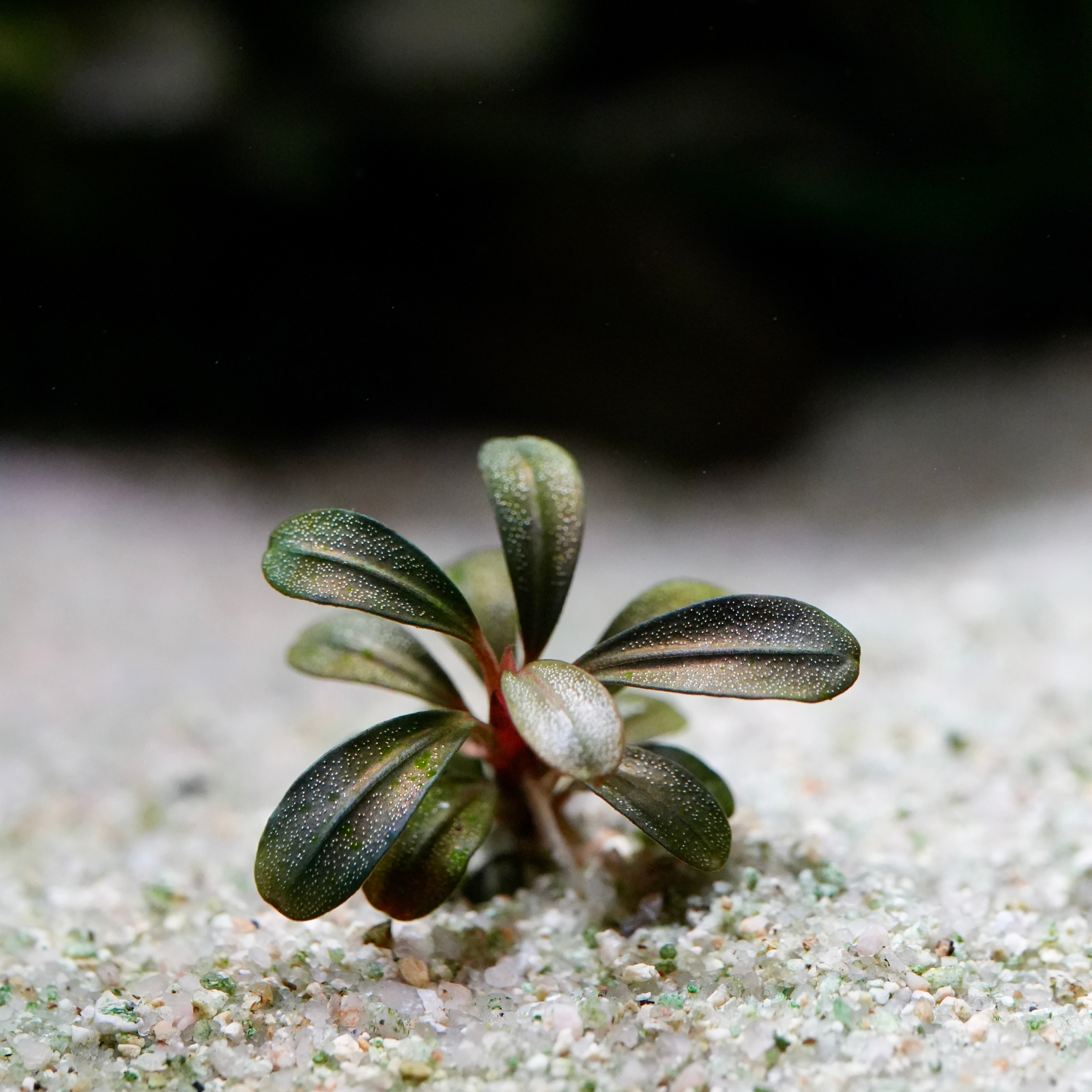 Small bucephalandra emerald green mini aquatic epiphyte plant on sandy ground with a blurred background