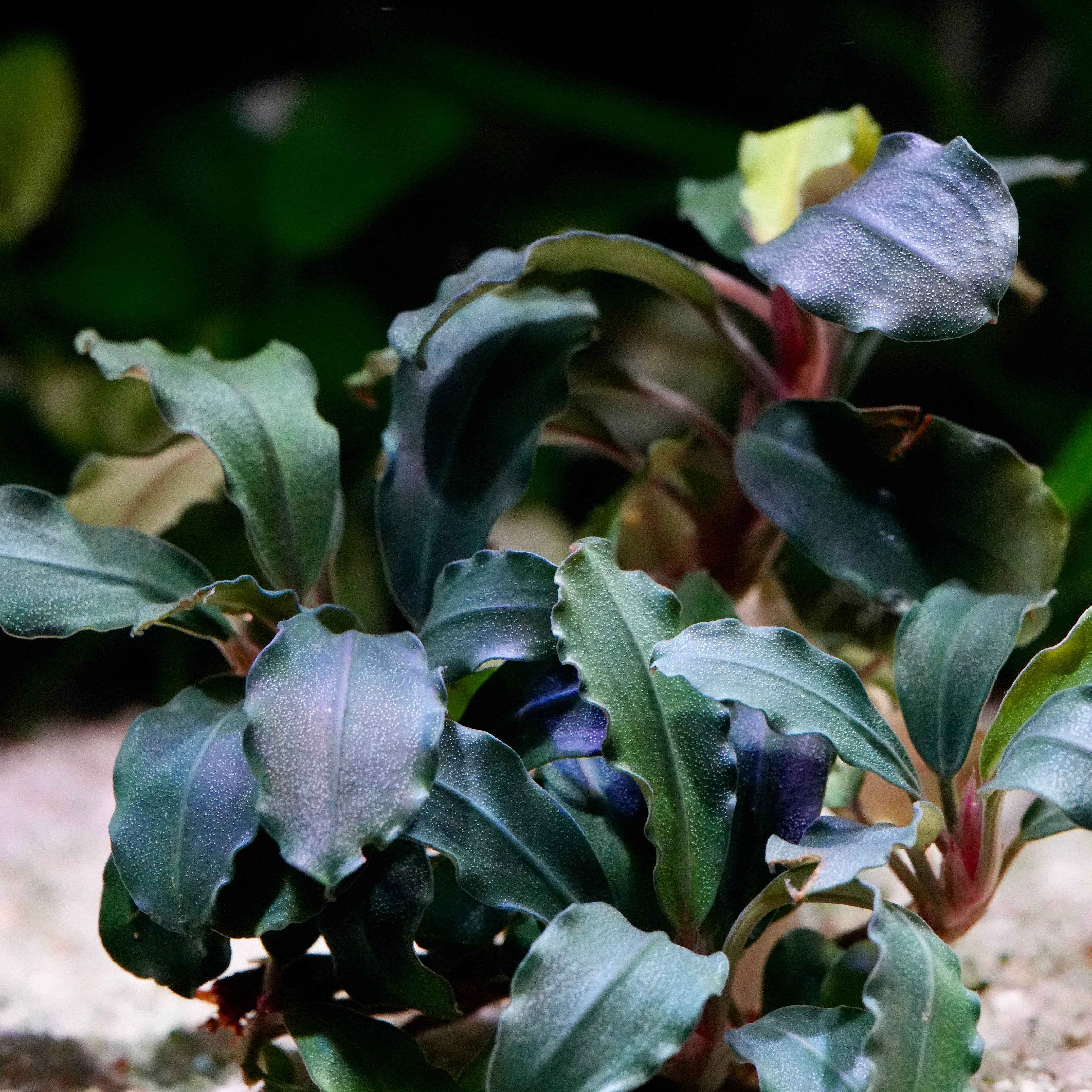 Bucephalandra sp.Ghost kalimantan② ブセファランドラ sp.Ghost