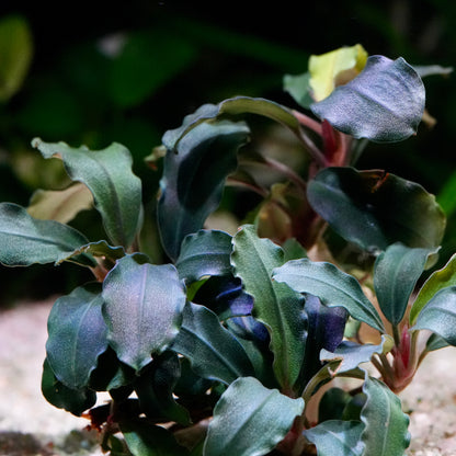 Close-up of a bucephalandra ghost premium aquarium epiphyte plant with green and purple leaves on a blurred background