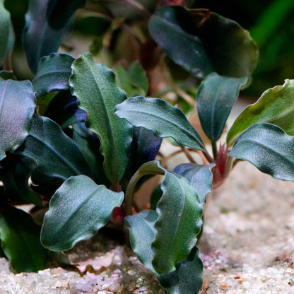 Close-up of head of bucephalandra ghost premium aquarium epiphyte plant   on a sandy surface