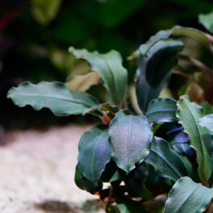 Macro shot of bucephalandra ghost premium aquarium epiphyte plant leaves