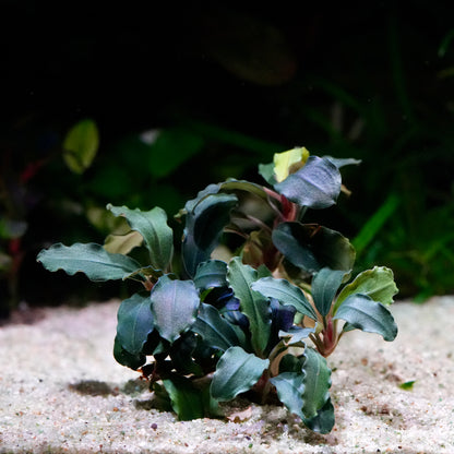Green bucephalandra ghost premium aquarium epiphyte plant on sandy substrate with blurred natural background