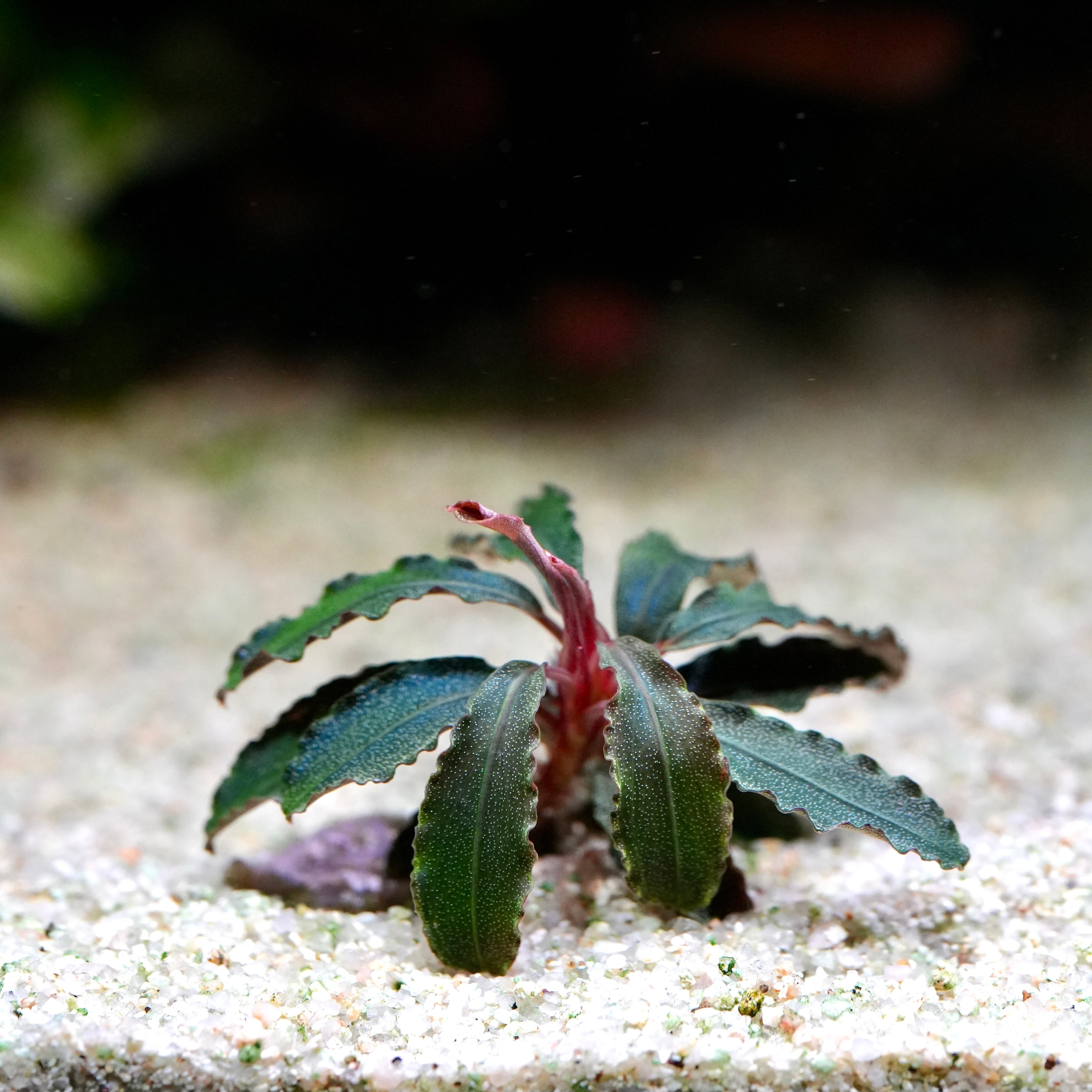 Crown of bucephalandra godzilla kedagang red aquarium plant 