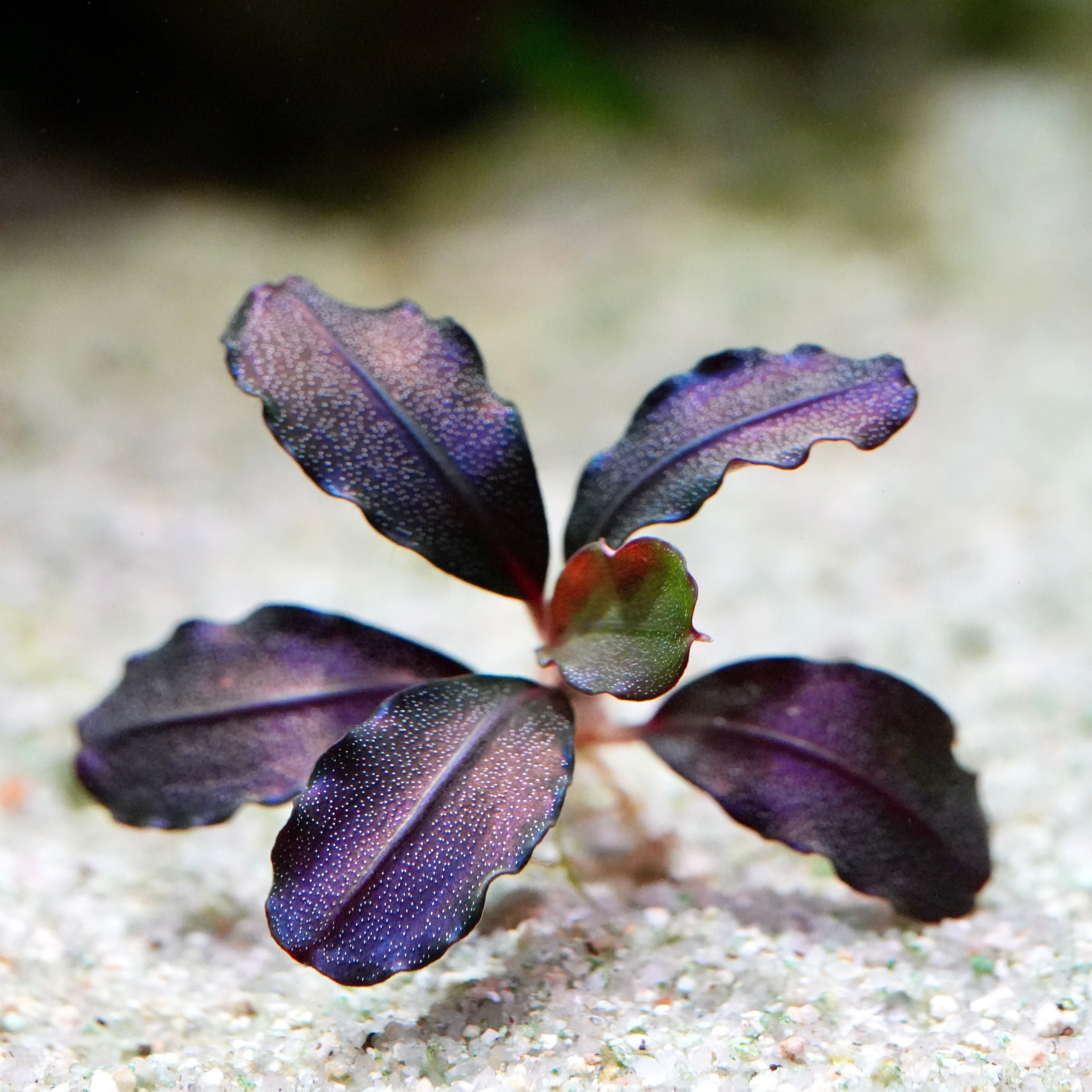 Macro shot of purple bucephalandra helena 08 epiphyte rare aquarium plant