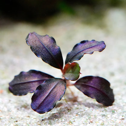 Macro shot of purple bucephalandra helena 08 epiphyte rare aquarium plant