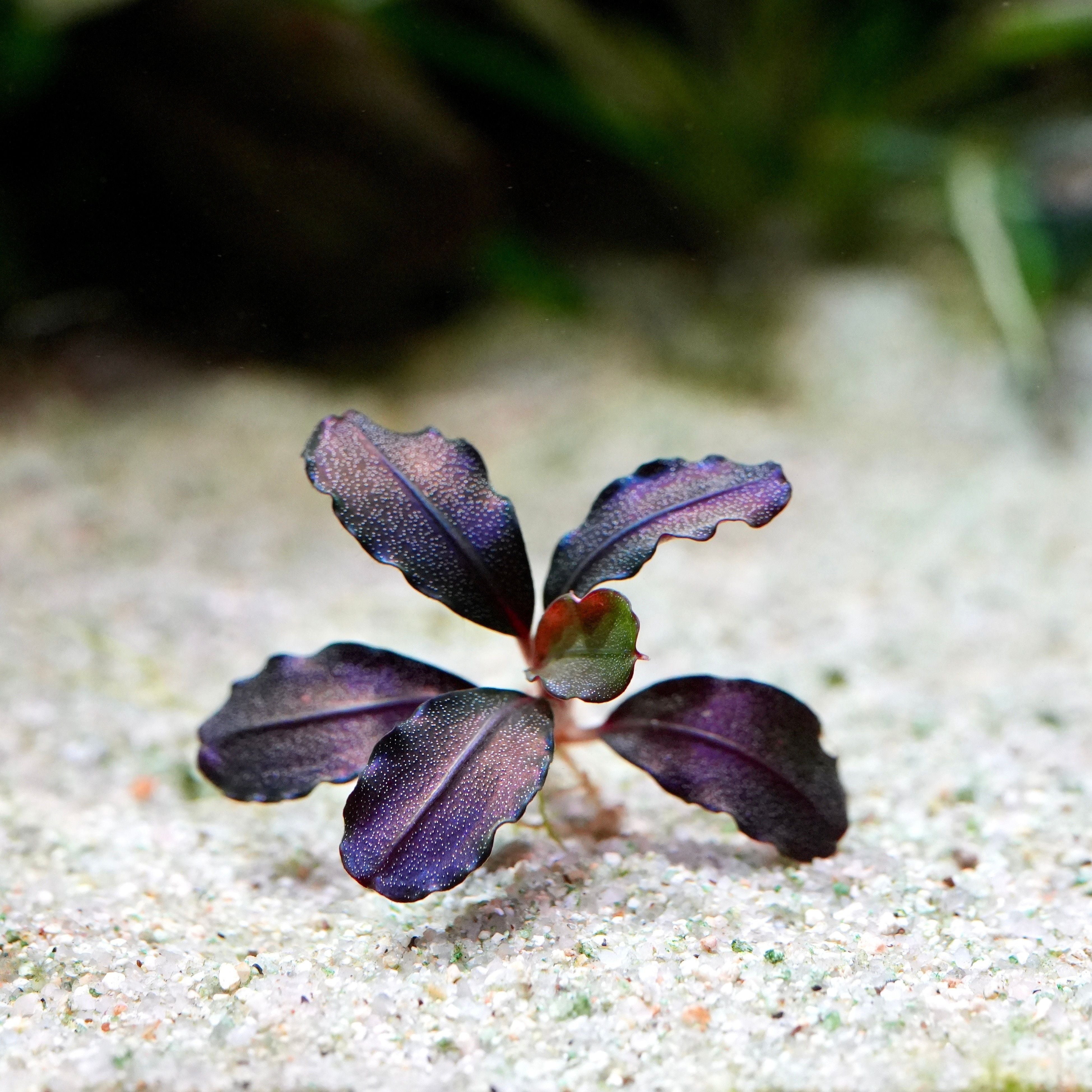 Bucephalandra 'Helena 08' - Rare Aquarium Plant - CloudAqua