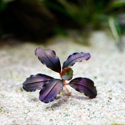 Purple leafy bucephalandra helena 08 epiphyte rare aquarium plant on a sandy surface