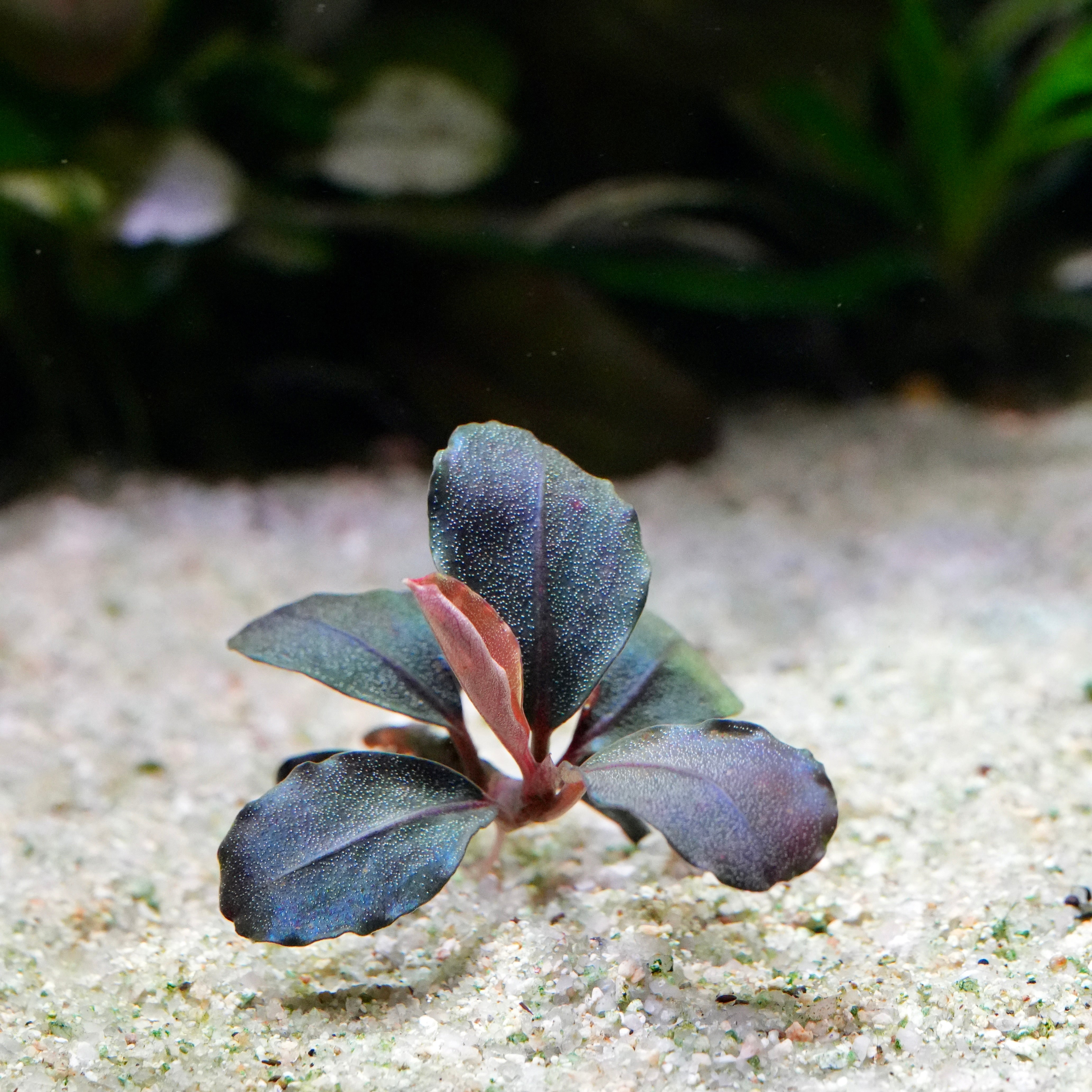Blue and green leafed bucephalandra helena 12 aquarium epiphyte plant with purple undertones