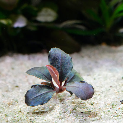 Blue and green leafed bucephalandra helena 12 aquarium epiphyte plant with purple undertones
