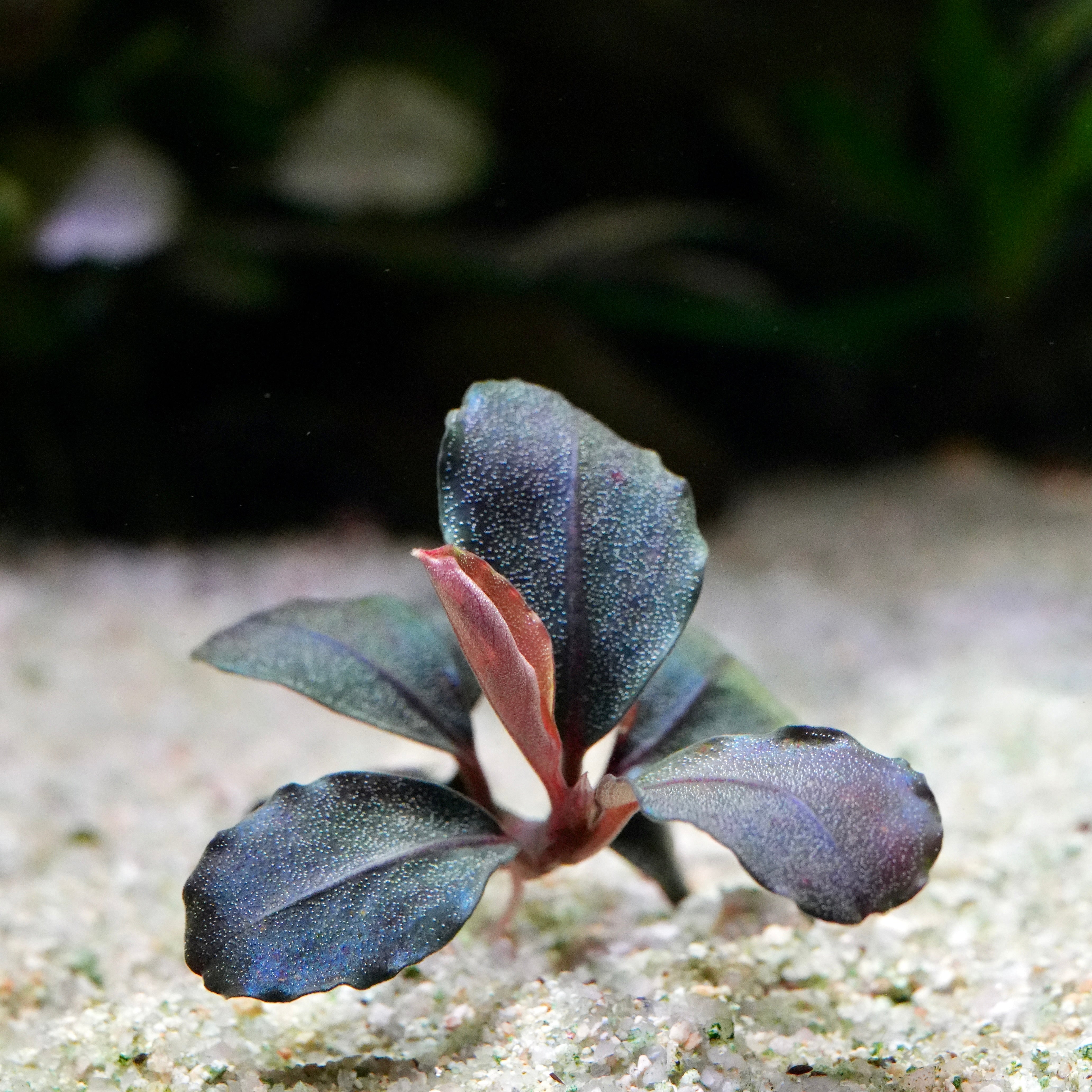 Small blue green bucephalandra helena 12 aquarium epiphyte plant on a sandy surface with a blurred natural background