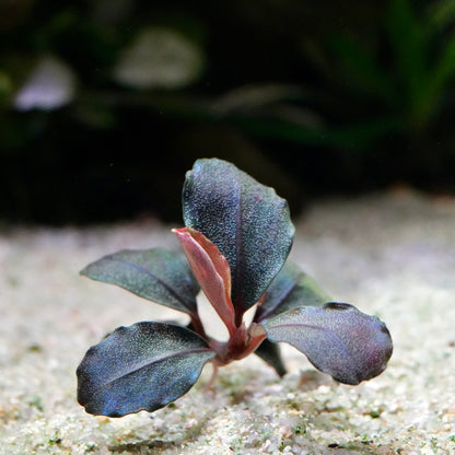 Small blue green bucephalandra helena 12 aquarium epiphyte plant on a sandy surface with a blurred natural background