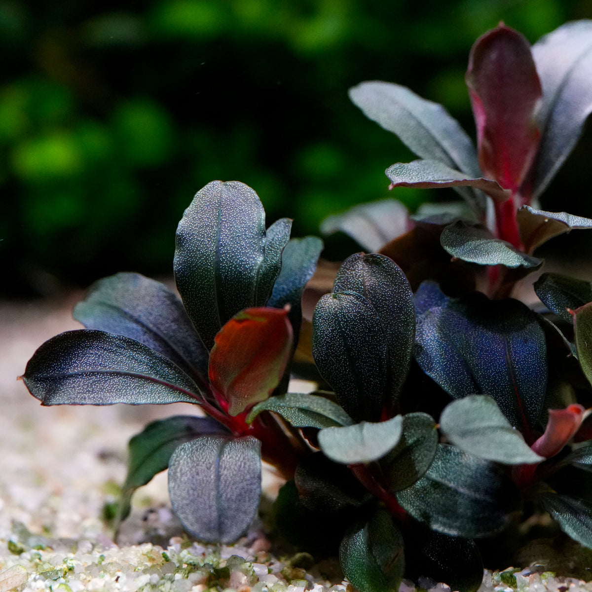 Close-up of a bucephalandra helena long leaf rare aquarium epiphyte plant with dark purple to blue leaves and reddish-pink undersides.