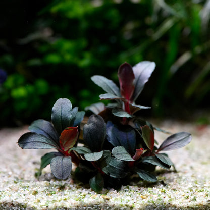 A bucephalandra helena long leaf rare aquarium epiphyte plant with blue green to nearly black leaves and reddish-purple undersides.