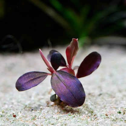 Small purple bucephalandra helena purple rare aquarium plant epiphyte plant on a sandy surface