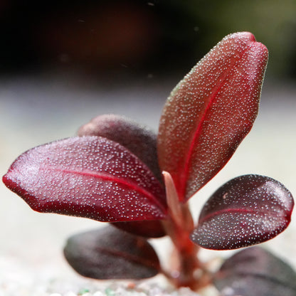 Macro shot of red bucephalandra helena qq 10 rare aquarium plant leaves