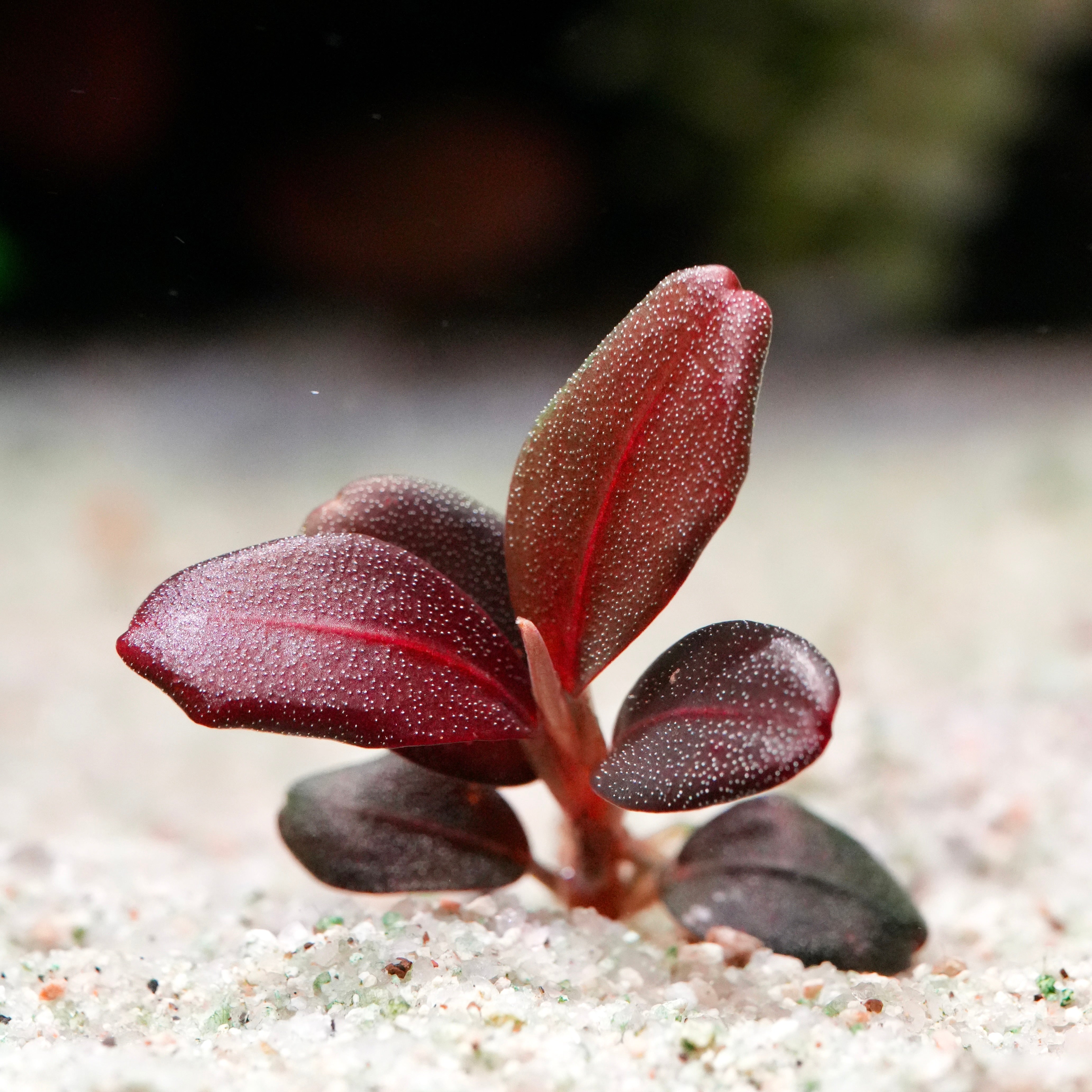 Small bucephalandra helena qq 10 rare aquarium plant with dark red leaves on a sandy surface