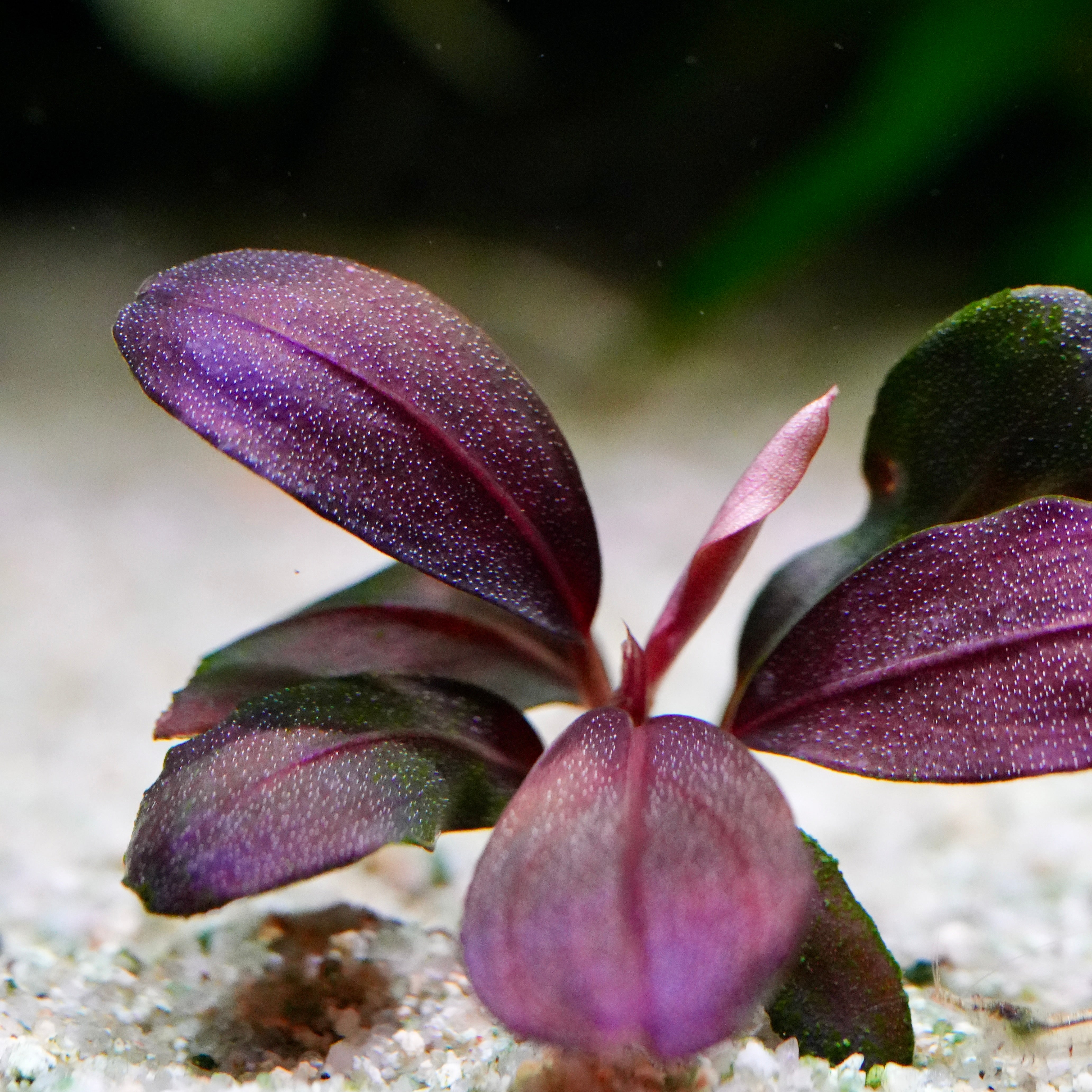 A close-up underwater shot of bucephalandra helena red banana rare epiphyte aquarium plant with wavy, textured purple leaves