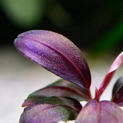 Macro shot of a purple bucephalandra helena red banana rare epiphyte aquarium plant leaf