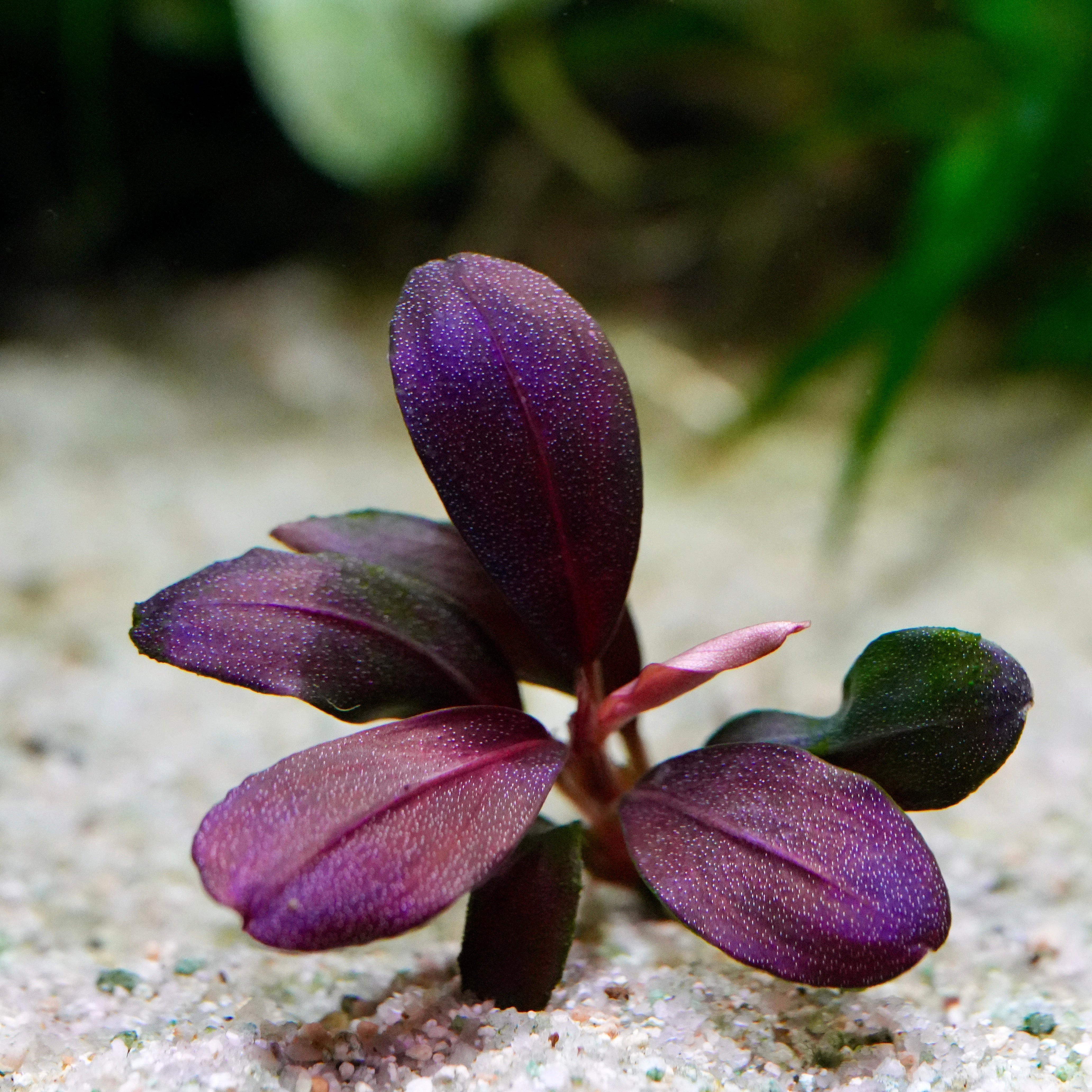 A bucephalandra helena red banana rare epiphyte aquarium plant with dark purple to burgundy leaves growing on sandy substrate