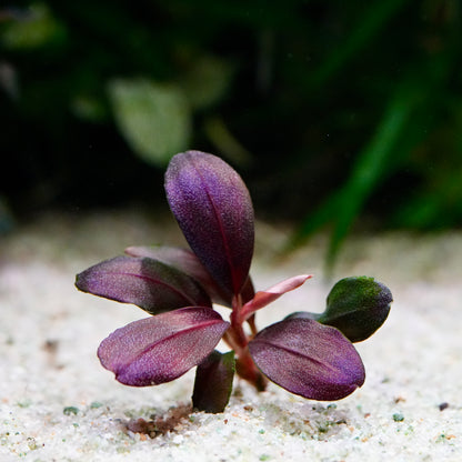 A small bucephalandra helena red banana rare epiphyte aquarium plant with oval, deep purple leaves emerging from white sand in an aquarium setting