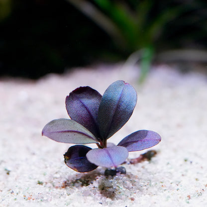 Small blue purple bucephalandra ice round rare aquarium plant epiphyte sprout on sandy ground