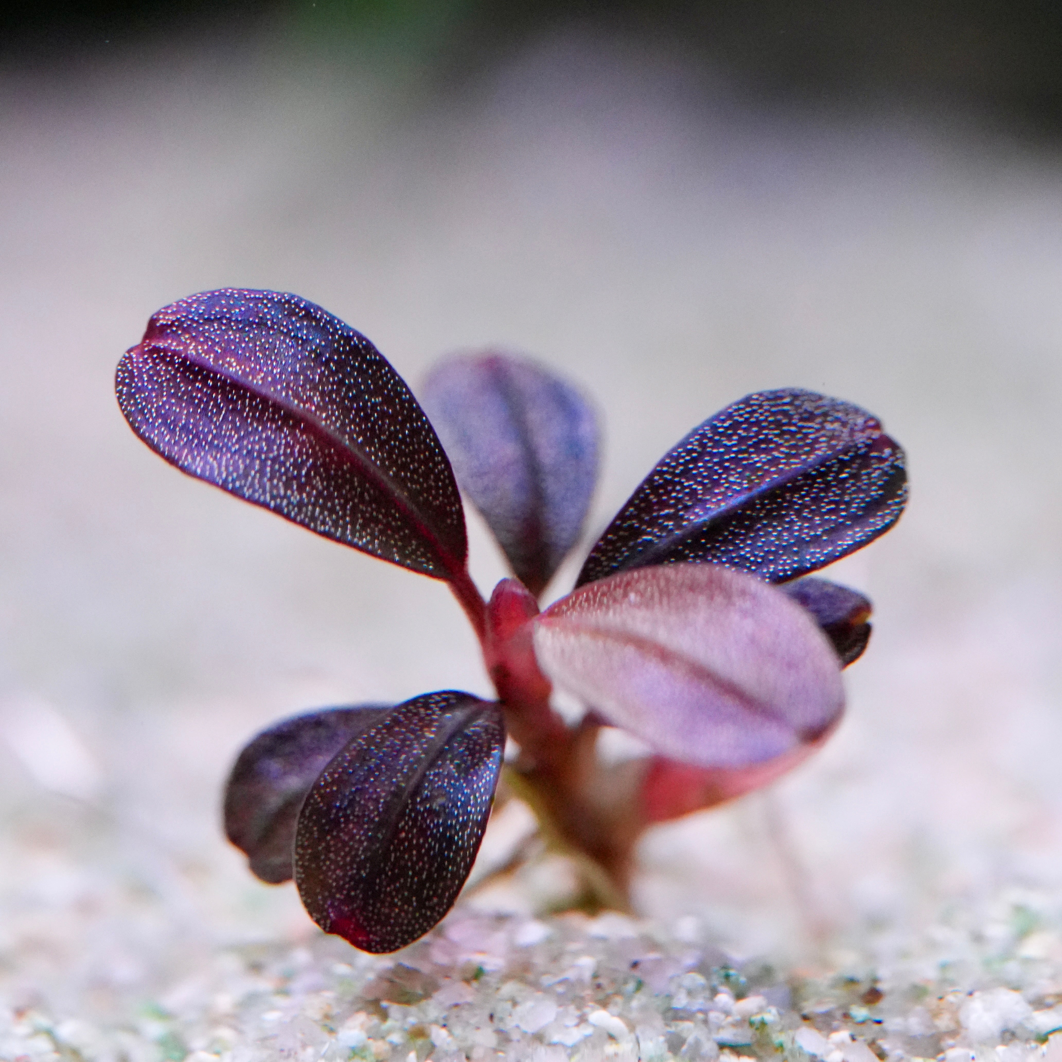 Macro shot of purple and red bucephalandra jade 14 rare aquarium plant leaves