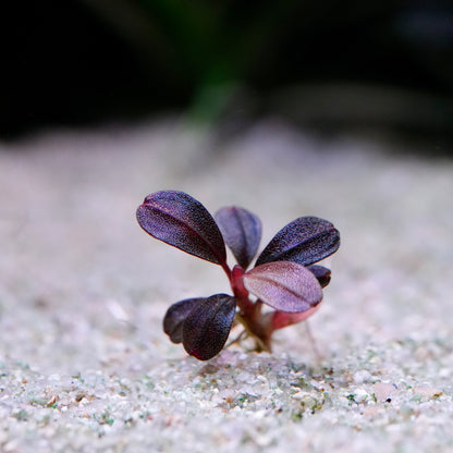 Small purple bucephalandra jade 14 rare aquarium plant sprouting from sand
