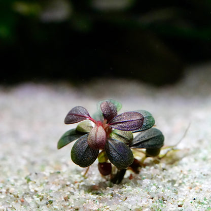 Small colourful bucephalandra jade elephant mini epiphyte aquarium plant in situ