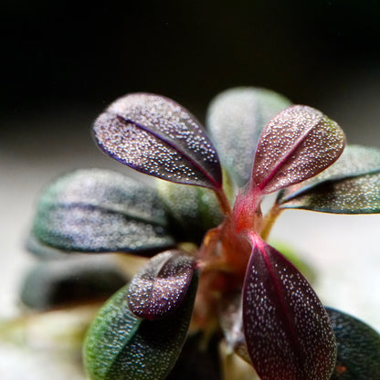 Macro shot of purple red and green bucephalandra jade elephant mini epiphyte aquarium plant leaves