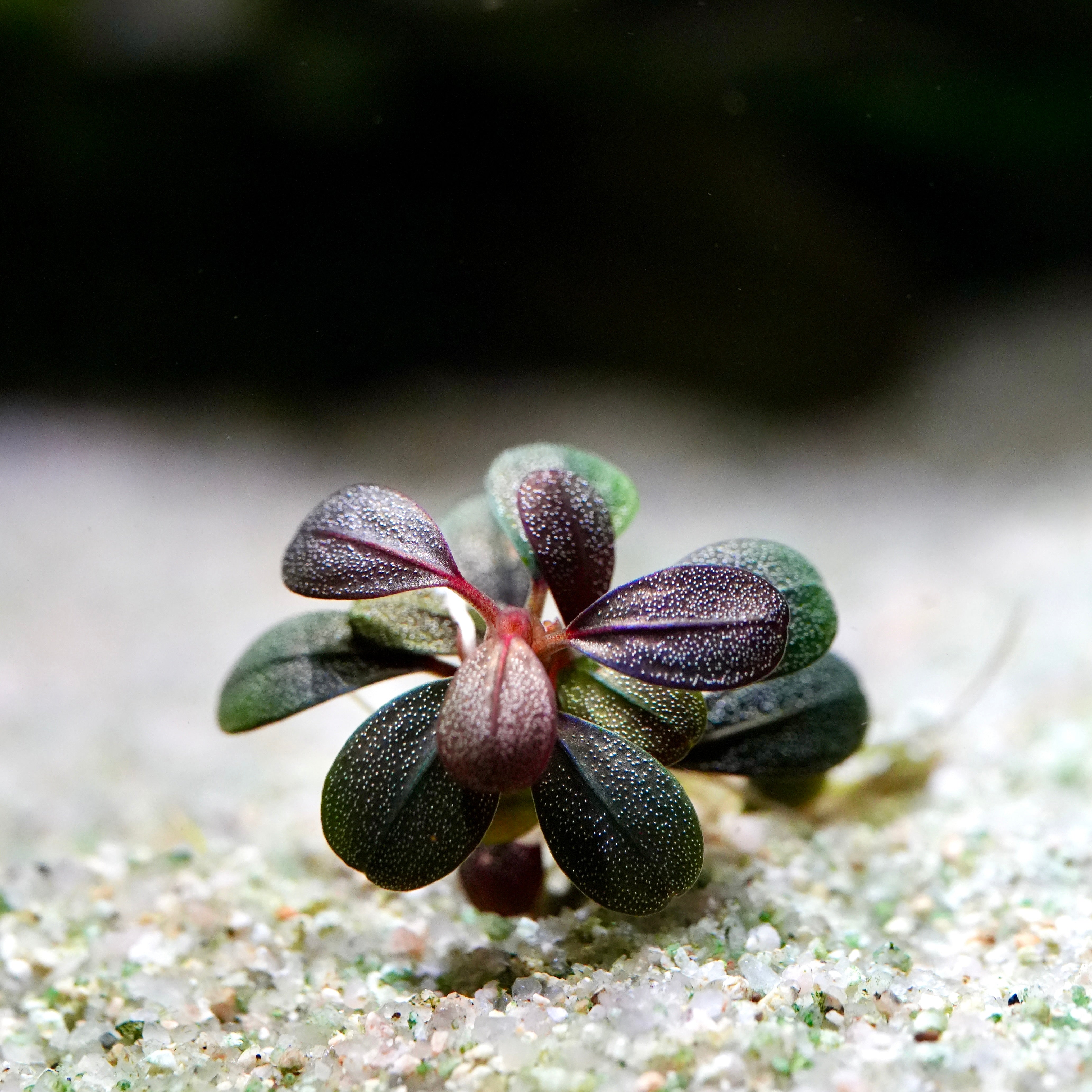 Small purple green bucephalandra jade elephant mini epiphyte aquarium plant on a sandy surface with a blurred background