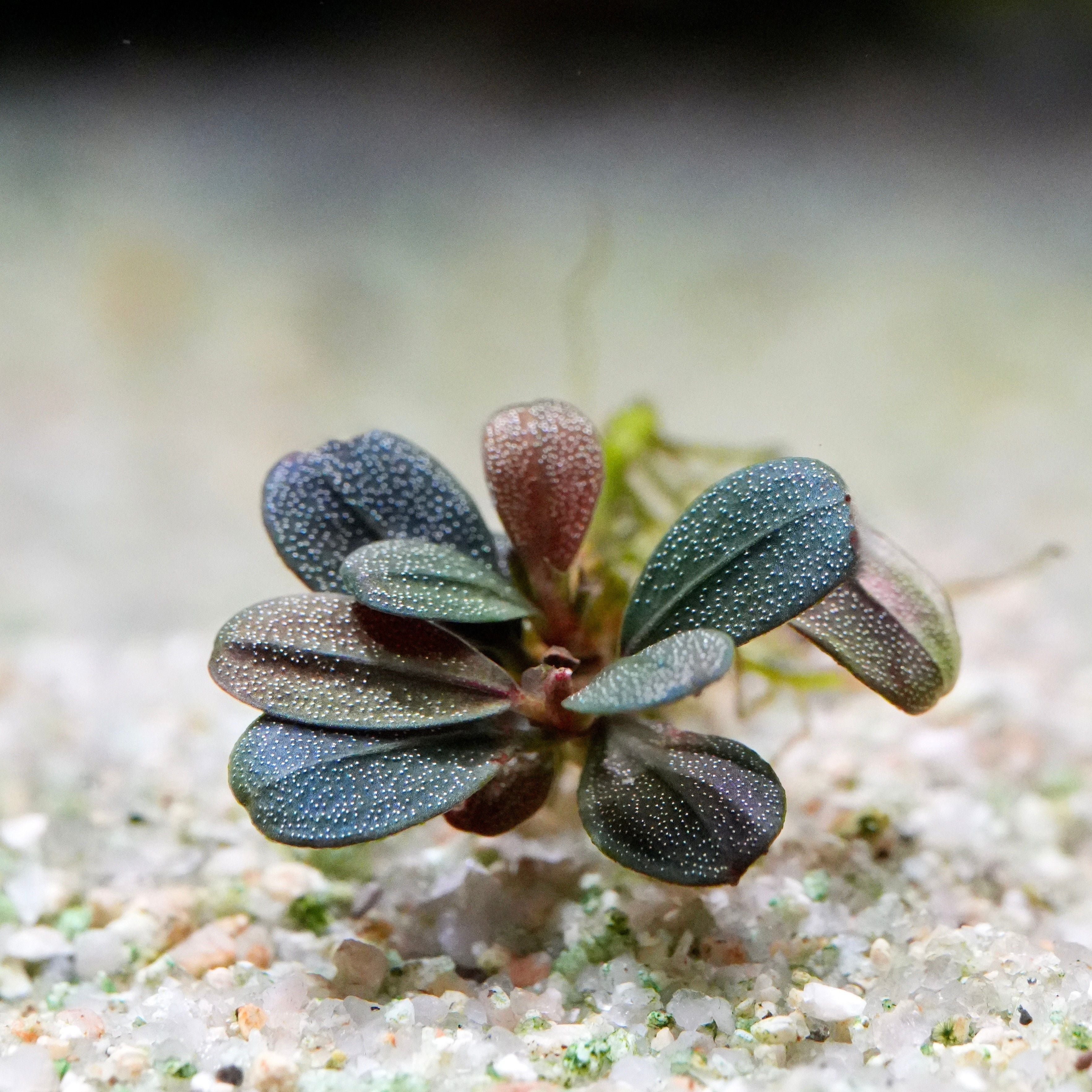 Very small bucephalandra jade elephant rare aquarium plant with multicoloured leaves