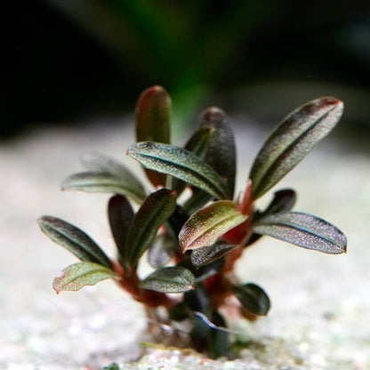 Macro shot of bucephalandra jade seed rare epiphyte aquarium plant 