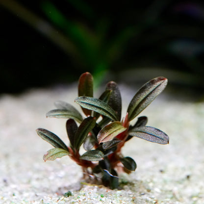 Small bucephalandra jade seed rare epiphyte aquarium plant with green leaves on a sandy surface